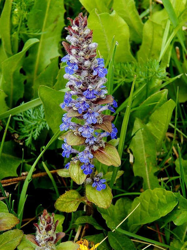 zbehovec plazivý Ajuga reptans L.