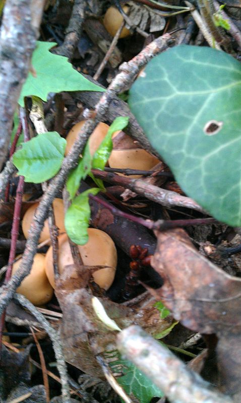 čírovnica májová Calocybe gambosa (Fr.) Donk