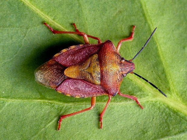 bzdocha menivá (sk) / kněžice měnlivá (cz) Carpocoris pudicus Poda, 1761