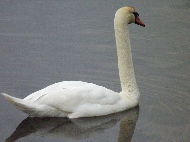 labuť Cygnus olor