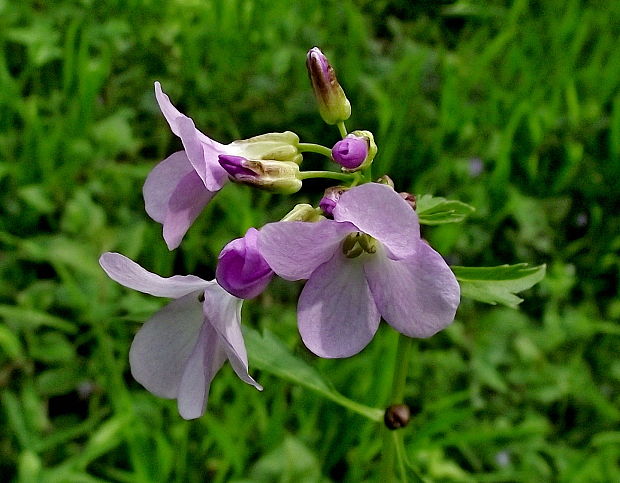 zubačka cibuľkonosná Dentaria bulbifera L.