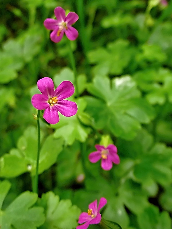 pakost lesklý Geranium lucidum L.