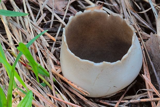 chriapač sosnový Helvella leucomelaena (Pers.) Nannf.