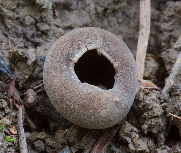 chriapač sosnový Helvella leucomelaena (Pers.) Nannf.