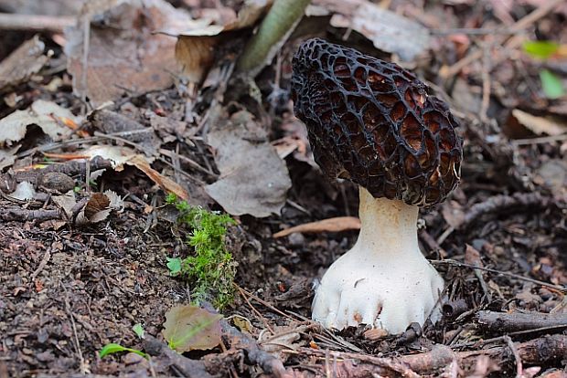 smrčok kužeľovitý Morchella conica Pers.