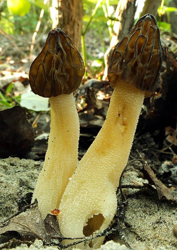 smrčok hybridný Morchella semilibera DC.