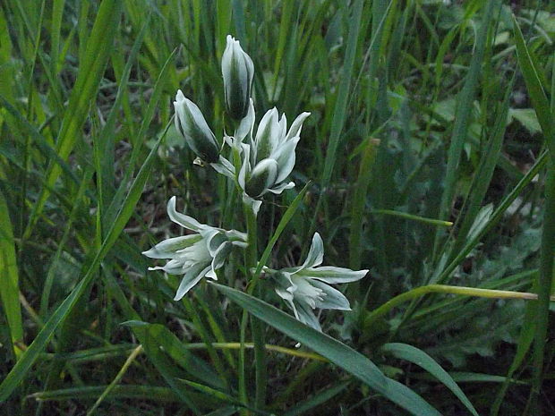 bledavka boucheova Ornithogalum boucheanum (Kunth) Asch.