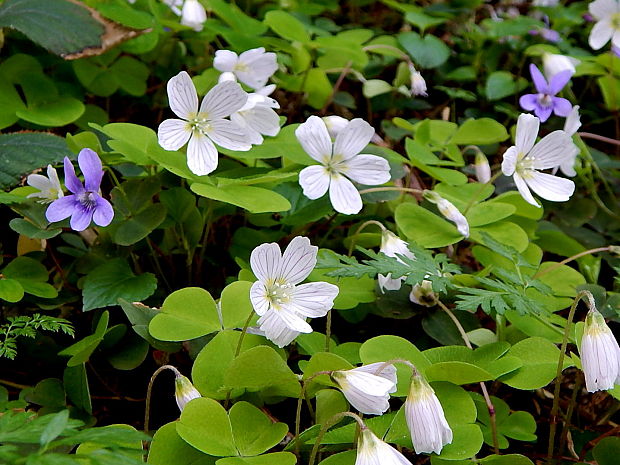 kyslička obyčajná Oxalis acetosella L.