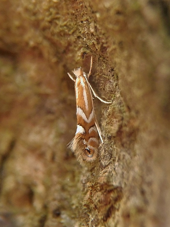 ploskáčik bukový Phyllonorycter maestingella Müller, 1764