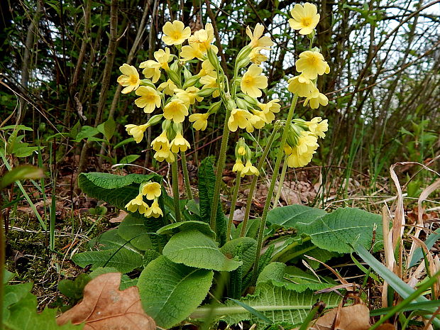 prvosienka vyššia Primula elatior (L.) L.