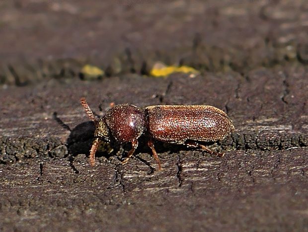 červotoč Ptilinus pectinicornis