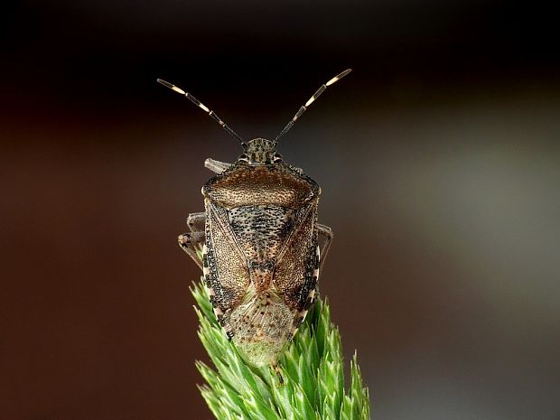 bzdocha sivastá (sk) /  kněžice mlhovitá (cz) Rhaphigaster nebulosa Poda, 1761