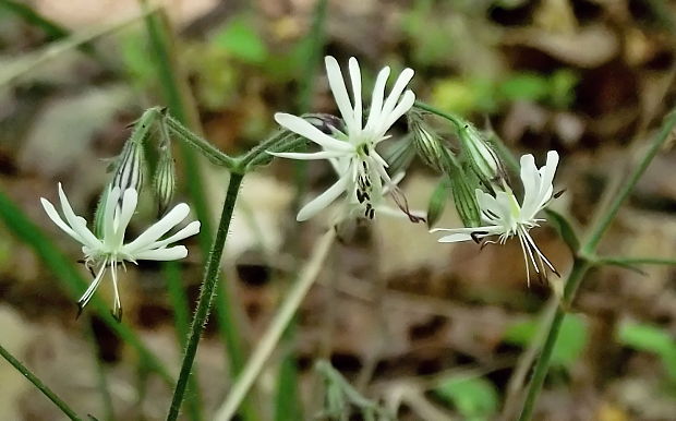 silenka ovisnutá Silene nutans L.