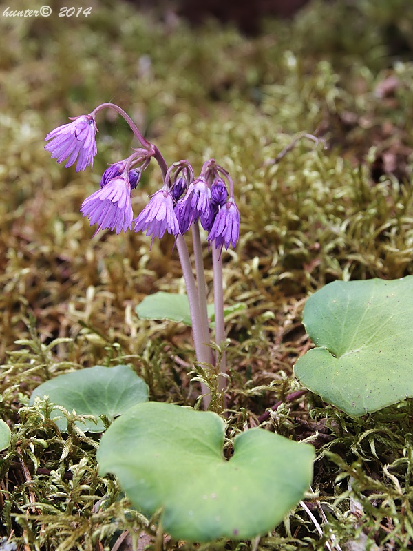 soldanelka karpatská Soldanella carpatica Vierh.