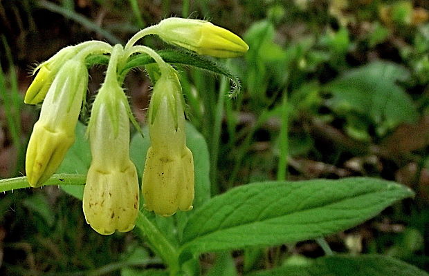 kostihoj hľuznatý Symphytum tuberosum L.