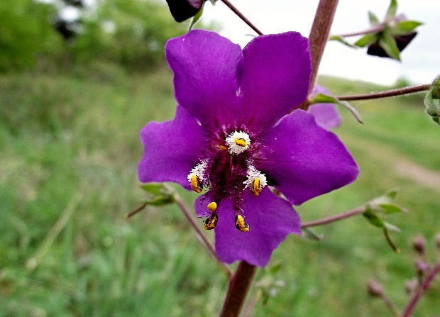 divozel tmavočervený Verbascum phoeniceum L.