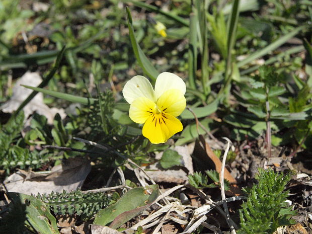 fialka roľná Viola arvensis Murray