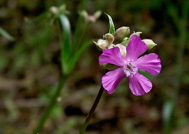 smolnička obyčajná Viscaria vulgaris