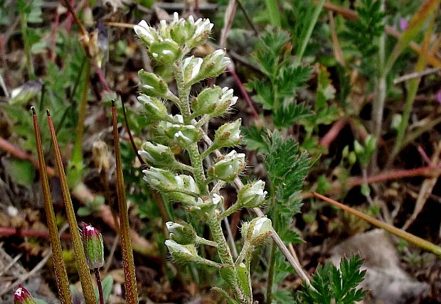 tarica kališnatá Alyssum alyssoides (L.) L.