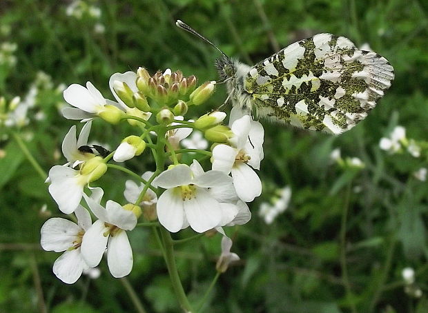 mlynárik žeruchový Anthocharis cardamines