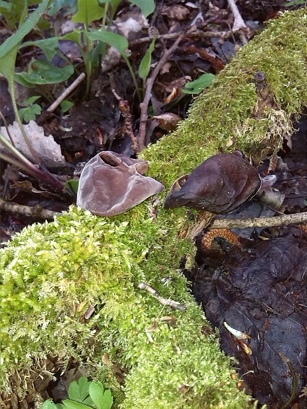 uchovec bazový Auricularia auricula-judae (Bull.) Quél.