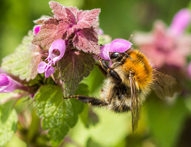 čmeliak poľný Bombus pascuorum  Scopoli, 1763