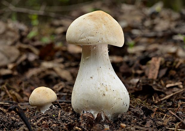 čírovnica májová Calocybe gambosa (Fr.) Donk