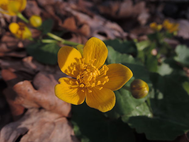 záružlie močiarne Caltha palustris L.