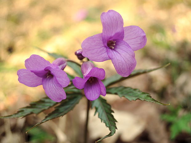 zubačka žliazkatá Dentaria glandulosa Waldst. et Kit. ex Willd.