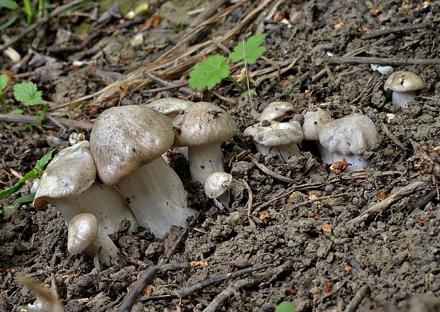 hodvábnica jarná Entoloma clypeatum (L.) P. Kumm.