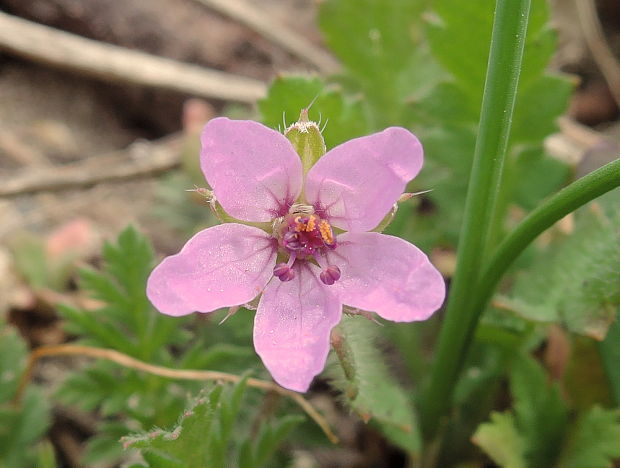 bociannik rozpukovitý Erodium cicutarium (L.) L