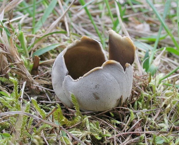 chriapač sosnový Helvella leucomelaena (Pers.) Nannf.