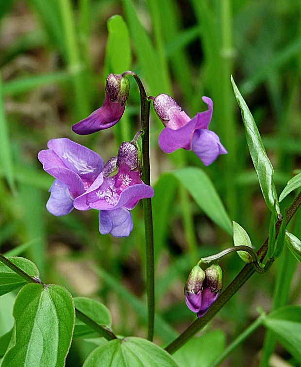 hrachor jarný Lathyrus vernus (L.) Bernh.