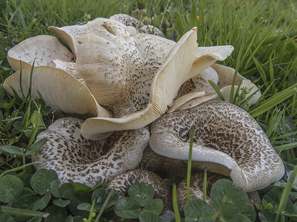 húževnatec tigrovaný Lentinus tigrinus (Bull.) Fr.