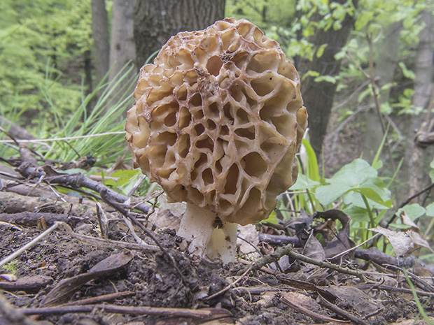 smrčok jedlý Morchella esculenta (L.) Pers.