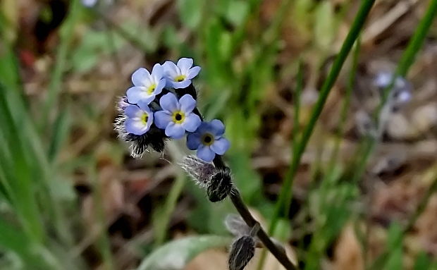 nezábudka kopcová Myosotis ramosissima Rochel ex Schult.