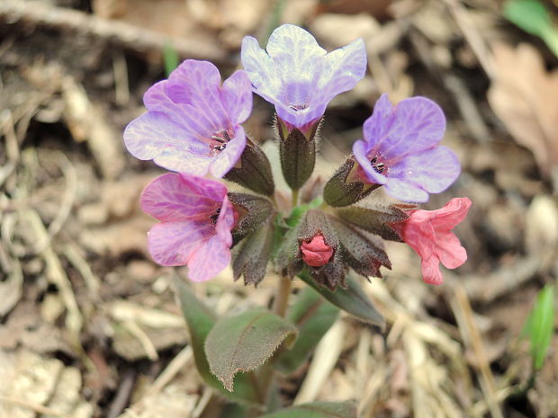 pľúcnik tmavý Pulmonaria obscura Dumort.