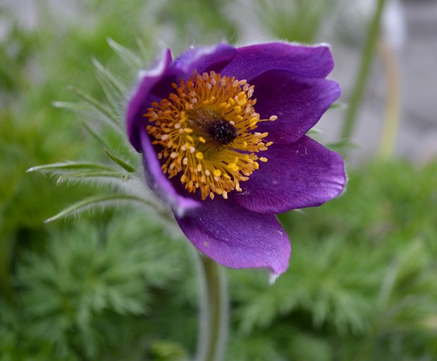 poniklec slovenský Pulsatilla slavica Reuss