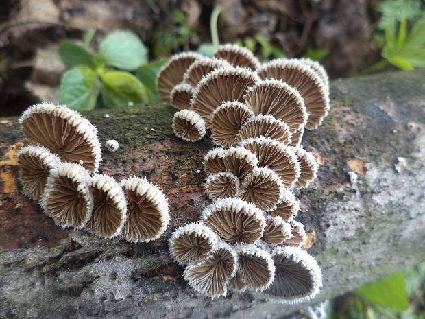 klanolupeňovka obyčajná Schizophyllum commune Fr.