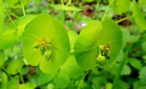 mliečnik mandľolistý Tithymalus amygdaloides (L.) Hill