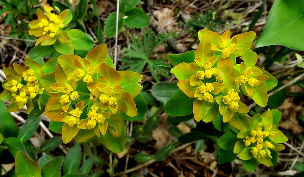 mliečnik mnohofarebný  Tithymalus epithymoides (L.) Klotzsch et Garcke