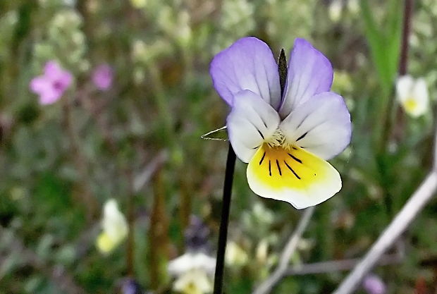 fialka trojfarebná  Viola tricolor L. emend. F. W. Schmidt