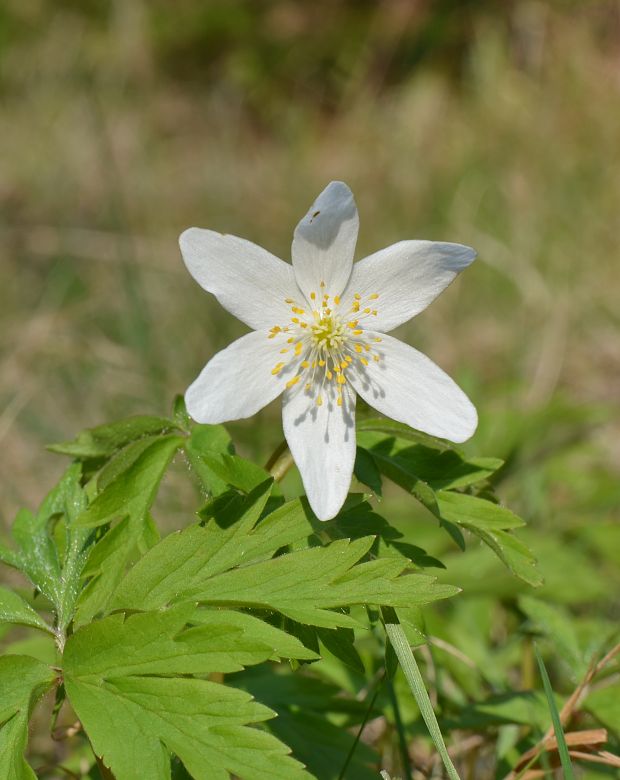 veternica hájna Anemone nemorosa L.