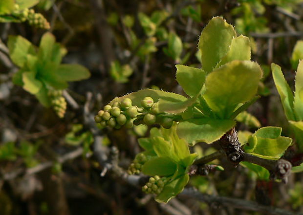 dráč obyčajný - dřišťál obecný Berberis vulgaris L.