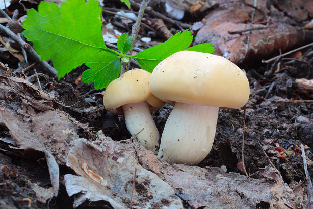 čírovnica májová Calocybe gambosa (Fr.) Donk