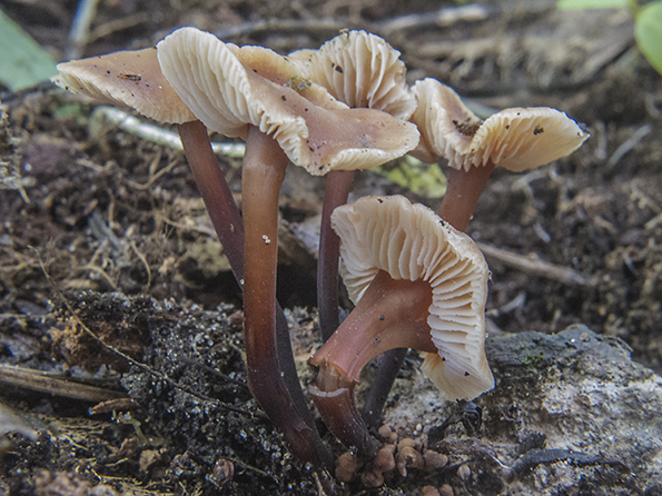 peniazovka nakopená Connopus acervatus (Fr.) K.W. Hughes, Mather & R.H. Petersen