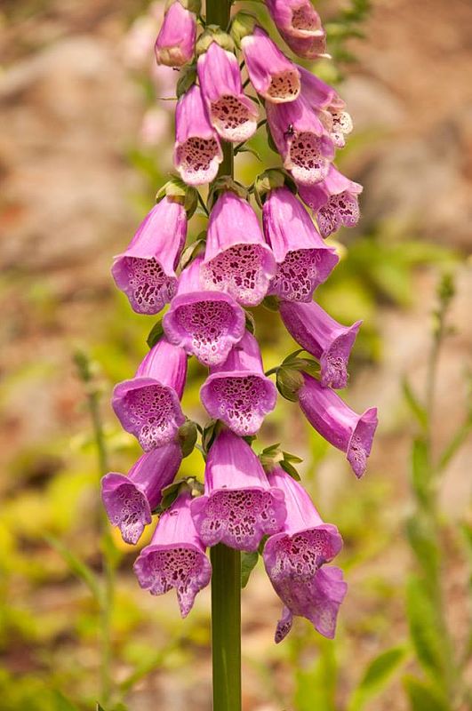 náprstník červený Digitalis purpurea L.