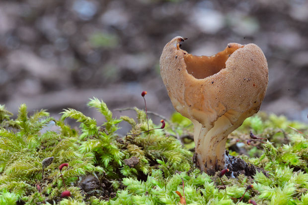 chriapač kalíškovitý Helvella acetabulum (L.) Quél.