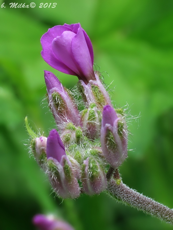 večernica voňavá Hesperis matronalis L.