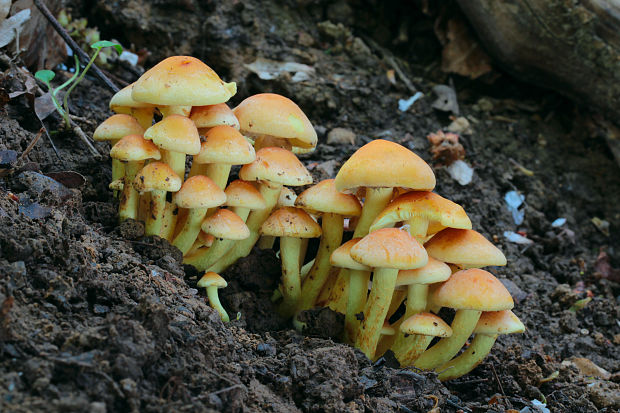 strapcovka zväzkovitá Hypholoma fasciculare (Huds.) P. Kumm.